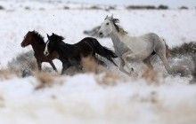Мустанги на страже американо-мексиканской границы (фоторепортаж)