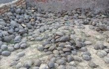 В доме индийского контрабандиста нашли более 6 тысяч черепах (фото)