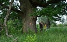 Представник Всесвітнього фонду дикої природи (WWF) в Україні Андрій Плига: Майже кожна офіційна рубка лісу насправді порушує закон