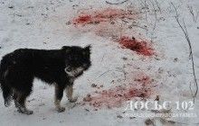 Біля Тернополя собаки відгризли голову замерзлої 85-річної жінки