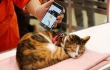 У Токіо показали "котогаджет", що зчитує рівень стресу у домашнього улюбленця (фото)