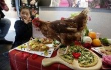 В Китае зооактивисты устроили праздничный обед для спасенной из-под ножа курицы (фоторепортаж)