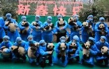 "Котогаджет" японских изобретателей, день рождения старейшей панды и другие новости из мира животных (фотоподборка)