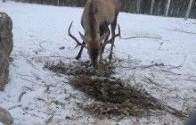 У США рятувальники витягли оленятко, яке провалилося під лід на озері (відео)