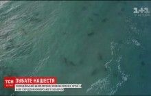У Середземному морі біля узбережжя Ізраїлю несподівано з'явилися десятки акул (відео)