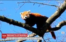 У пошуках Санні: волонтери третю добу шукають червону панду, що втекла із зоопарку Вірджинії (відео)