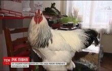 Танцы дракона и грандиозные фейерверки: в Китае вовсю готовятся к году красного петуха (видео)