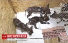 Пятеро африканских гиеновидных собак родились в частном зоопарке под Киевом (видео)
