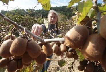 Вчені заявили, що вживання ківі допомагає позбутися жиру на животі