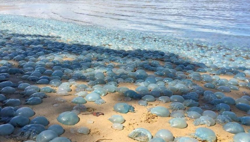 На пляжах у Кирилівці утворилися "медузні" кладовища / фото Facebook