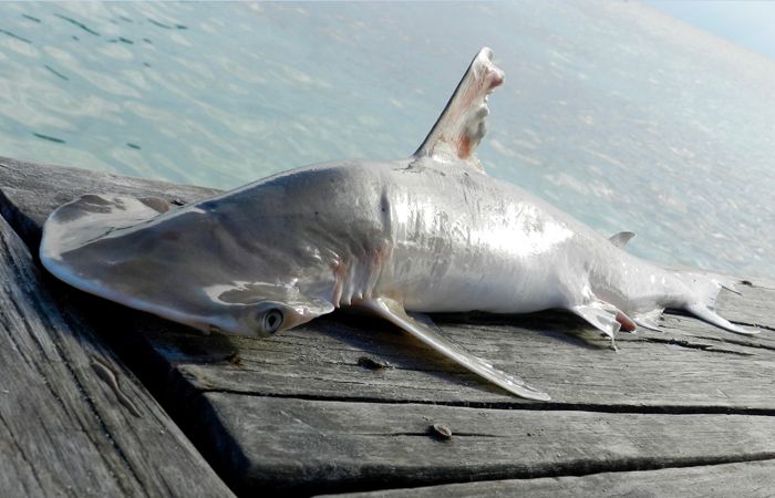 Новий вид було виявлено Карибському морі / fiu.edu Новий вид було виявлено Карибському морі / fiu.edu