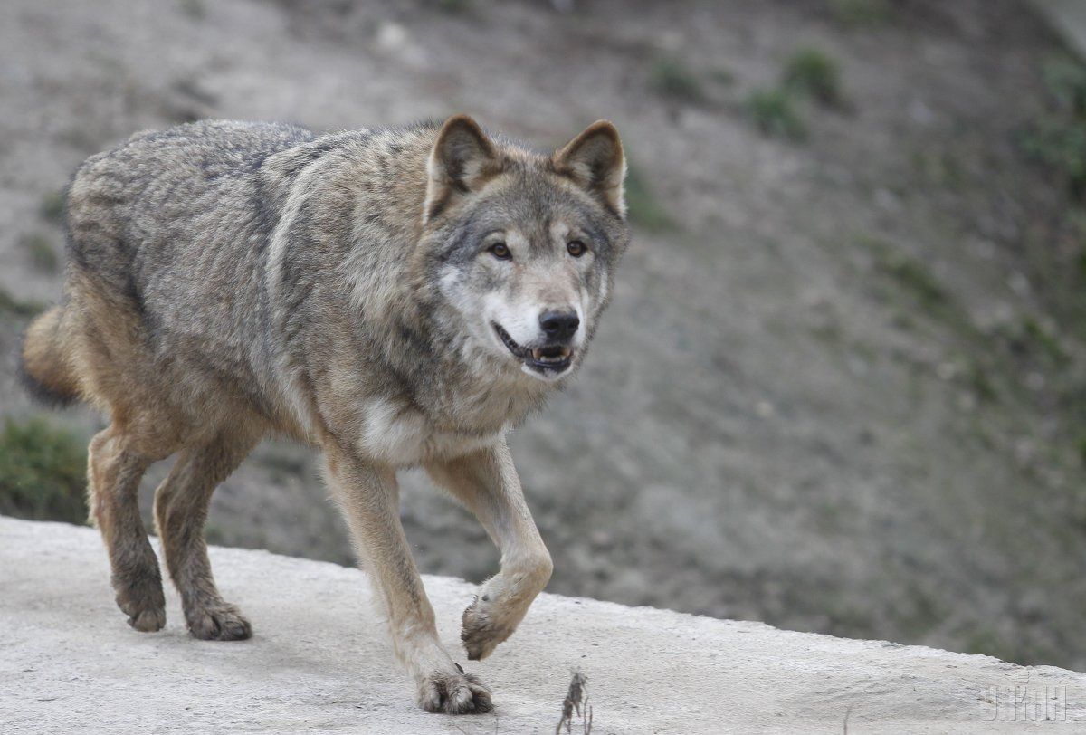 У волчицы, которая покусала трех человек в Запорожской области, обнаружили бешенство / фото УНИАН