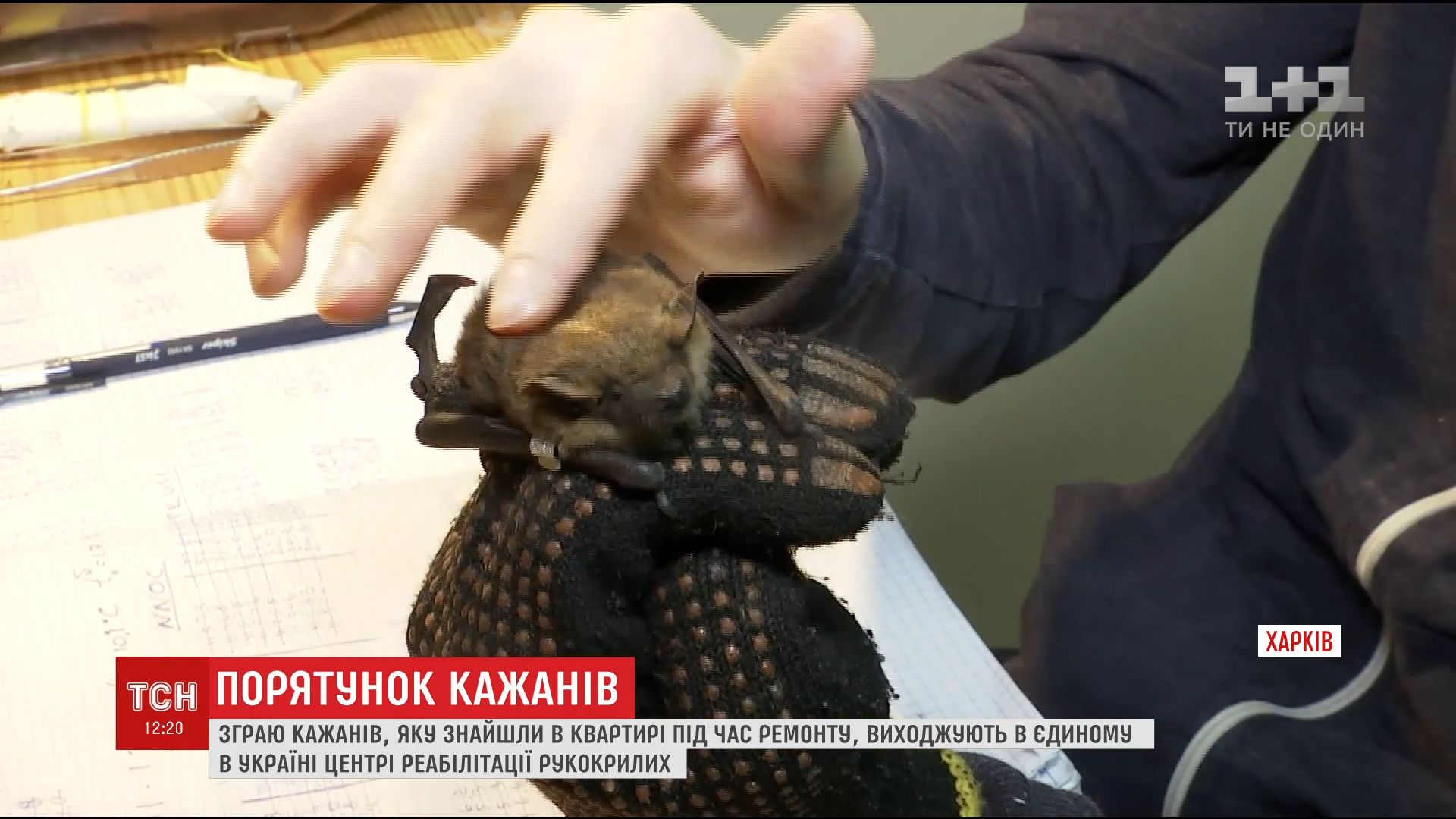Фахівці вважають дивом те, що кажани вижили / скріншот Фахівці вважають дивом те, що кажани вижили / скріншот