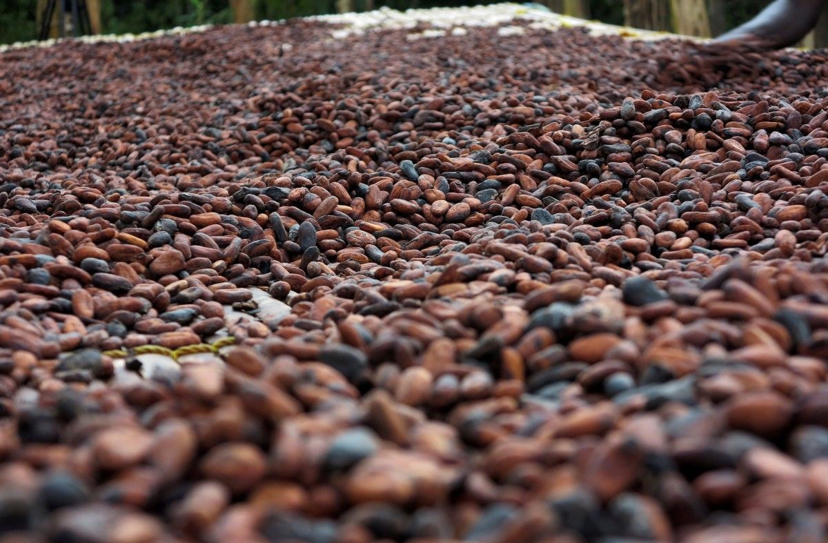 Світові ціни на какао ростуть / фото REUTERS