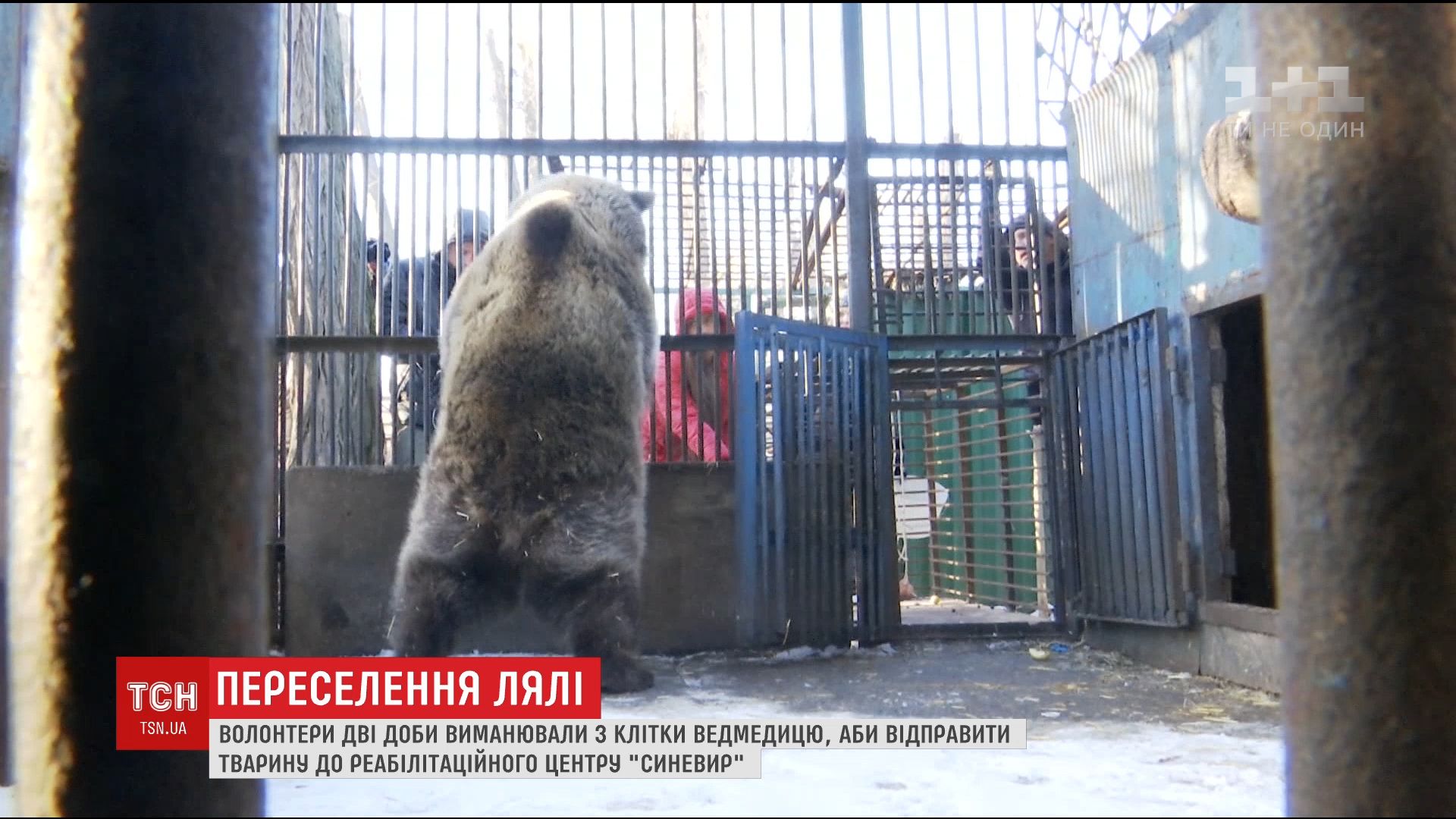 Волонтери дві доби вмовляли ведмедицю вийти з клітки назустріч новому життю / Кадр з відео ТСН Волонтери дві доби вмовляли ведмедицю вийти з клітки назустріч новому життю / Кадр з відео ТСН
