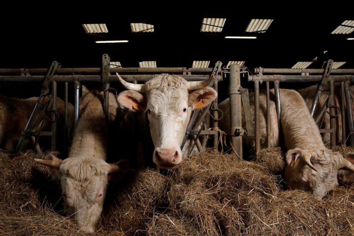 Вірус поза цензурою: як Росія перетворює ящур на транскордонну катастрофу