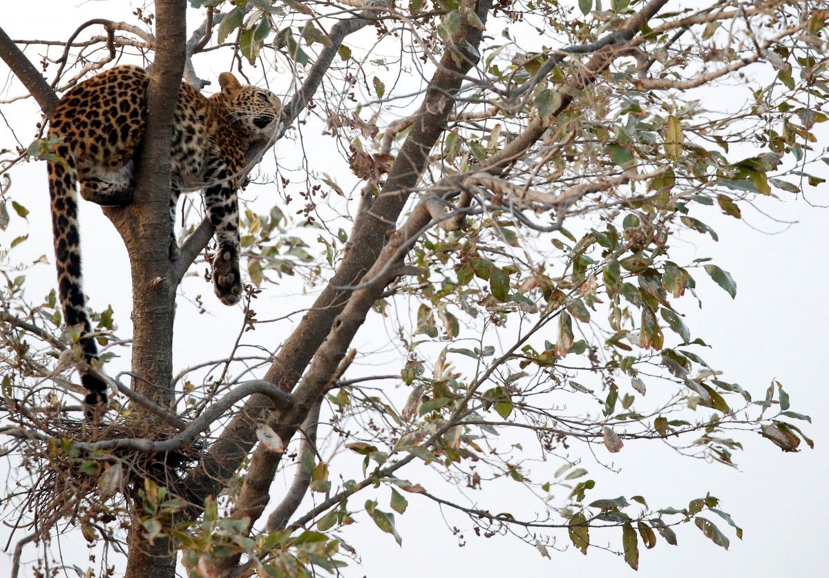 В Индии леопард растерзал старушку  / иллюстрация REUTERS