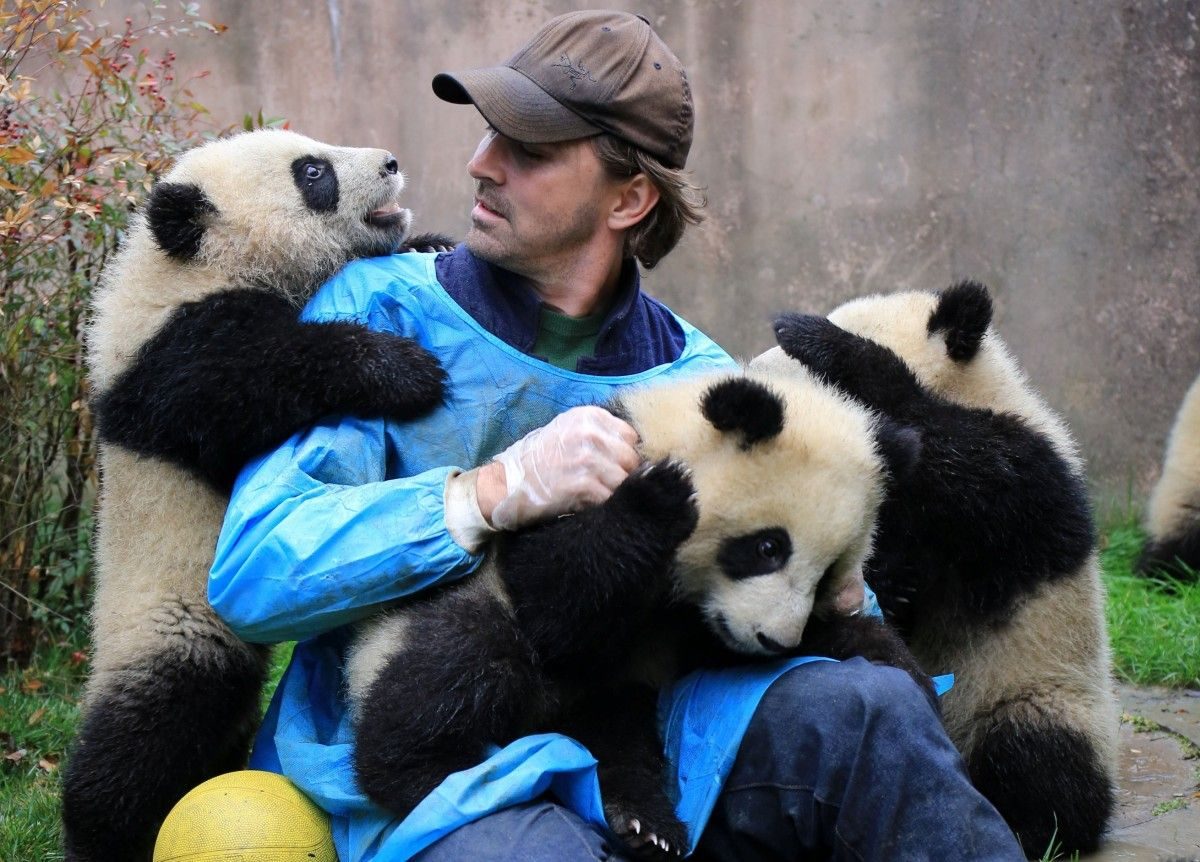 Обнять панду. Профессия обниматель панд в Китае. Няня для панд. Ли Пейс и панды. Заповедник Чэнду обниматель панд.
