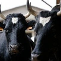 FAO: Revenue of Ukrainian beef industry may grow to US$2 bln per year