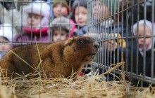 Сегодня отмечают День сурка