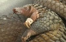 Тайские таможенники арестовали 3 тонны панцирей панголинов, находящихся под угрозой исчезновения