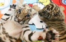 Кот с бионическими лапами, панда со снеговиком, зоопарк Мосула и другие новости из жизни животных (фотоподборка)
