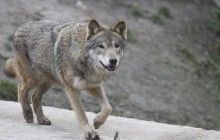 В России депутат из партии Путина давил волков на снегоходе (фото)