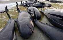 Крупнейшее в мире массовое самоубийство: в Новой Зеландии на берег выбросились более 400 китов (фото, видео)