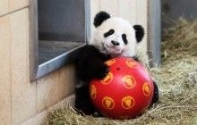Задумчивая пандочка, ручной лис и другие новости из жизни животных (фотоподборка)