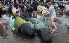 У Новій Зеландії обмежили вхід на пляж через побоювання вибухів понад 700 мертвих дельфінів (фото, відео)
