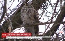 Чувствуют себя как дома: в центре Днепра поселились два десятка ушастых сов (видео)