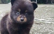 "Який це покемон?": користувачі мережі ламають голову в спробах вгадати звіра на фото