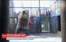 Волонтери дві доби вмовляли ведмедицю вийти з клітки назустріч новому життю (відео)
