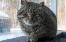 Киевсовет поддержал петицию о признании уличных котов частью экосистемы города