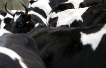 Israel may buy over 2,500 tonnes of Ukrainian beef per month