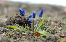 Весна близько: у Полтаві розцвіли проліски (фото, відео)