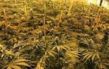 В ядерному бункері для захисту уряду Британії знайшли плантацію марихуани на мільйон євро (фото)