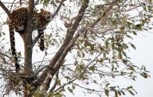Леопард растерзал пожилую женщину в Индии: мог перепутать с козой