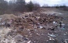Во Львовской области обнаружили незаконный скотомогильник (фото)