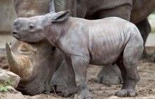 В ЮАР браконьеры стали убивать меньше носорогов