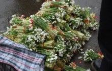 "Бум" на первоцветы: кто и зачем уничтожает краснокнижные растения