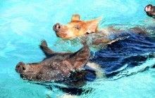 На Багамах туристи до смерті напоїли пивом і ромом знаменитих плаваючих свиней