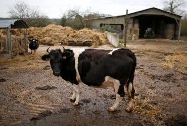 У Росії будуть крупно штрафувати за неправильне поводження з гноєм