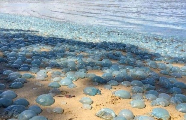 Кладовища на пляжах: медузи продовжують атакувати пляжі Кирилівки (відео)