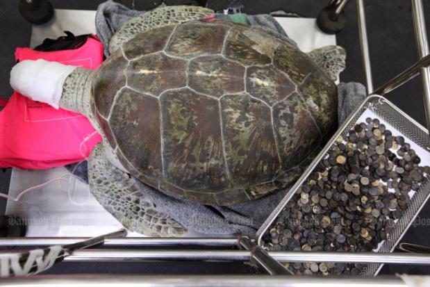 Всього в шлунку 25-річної самки морської черепахи вдалося знайти 915 монет / bangkokpost.com