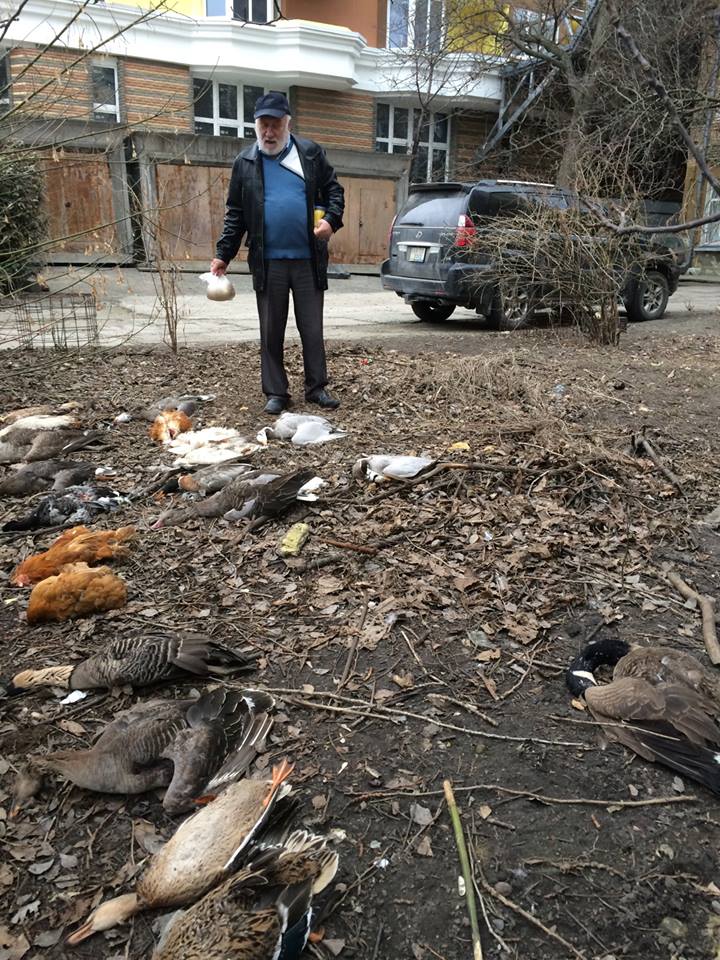 В Киеве отравили птиц / facebook.com/pygyda В Киеве отравили птиц / facebook.com/pygyda