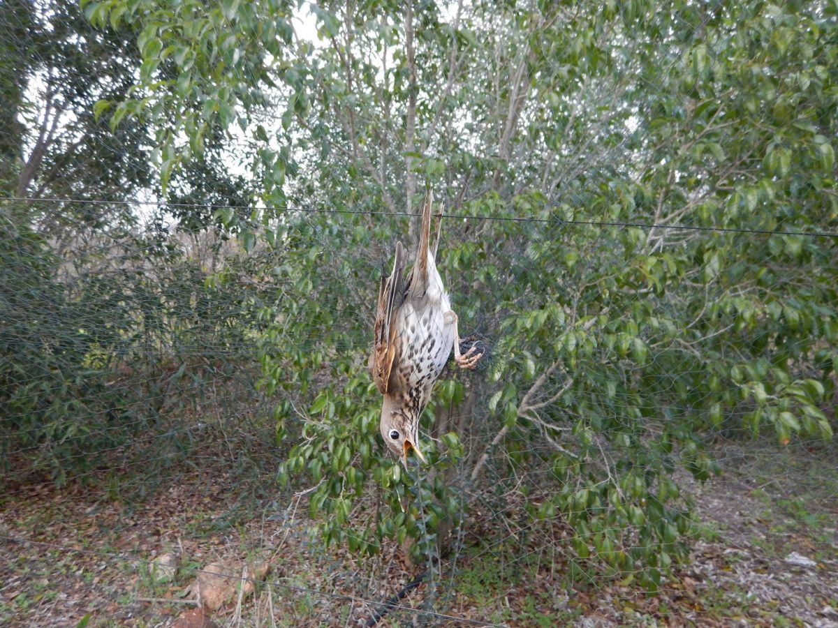 facebook.com/BirdLifeCyprus facebook.com/BirdLifeCyprus