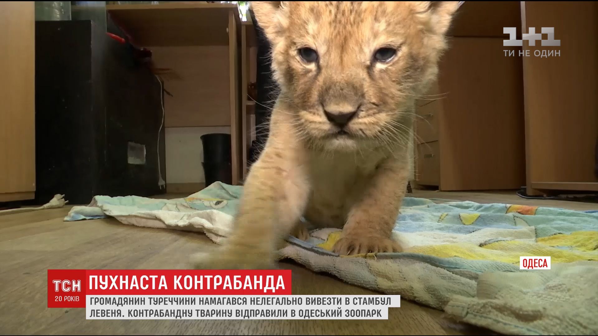 Зверушка могла и не пережить путешествие в сумке / скриншот Зверушка могла и не пережить путешествие в сумке / скриншот