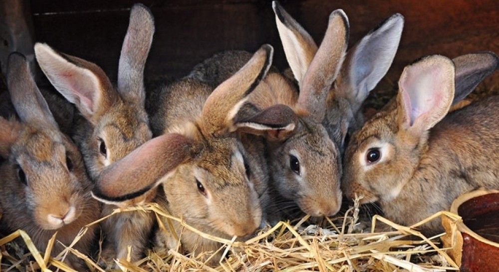 кормили кроликов коноплей
