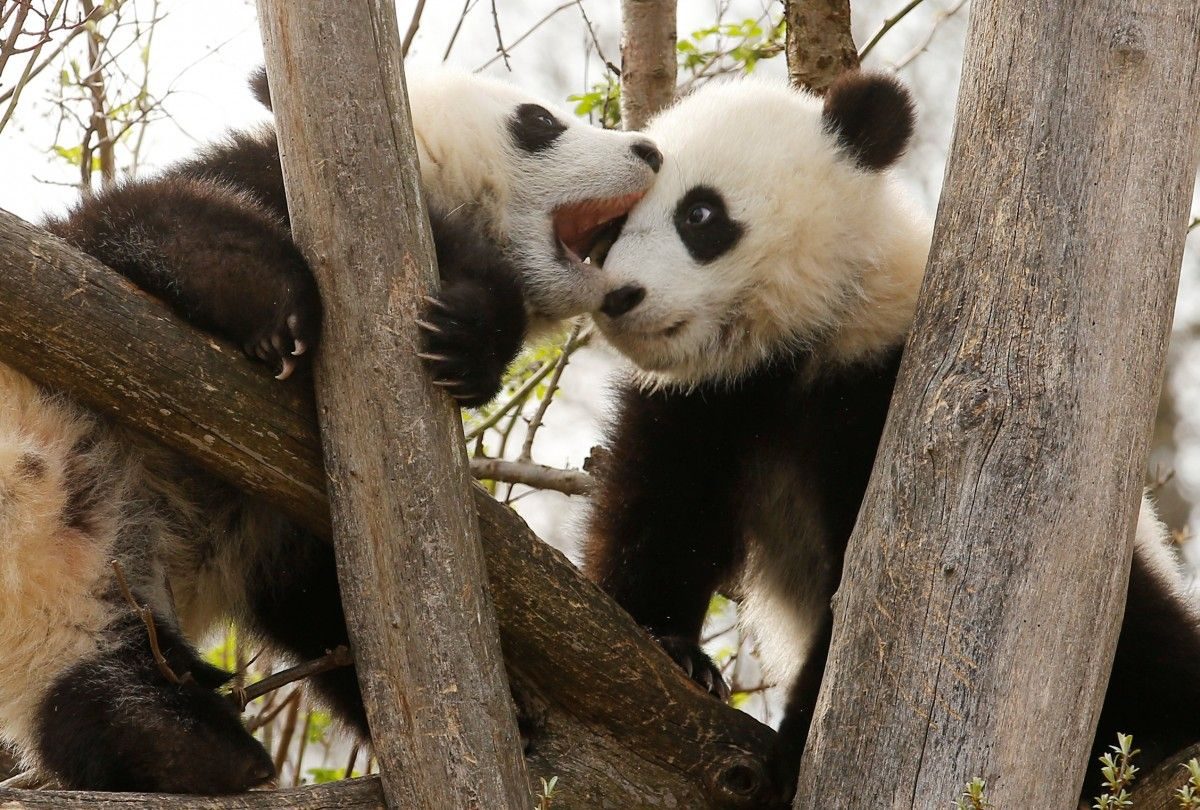 Панда живет в зоопарке. Две панды обнимаются. Панда обнимает. Панда обнимашка. Влюбленные панды.